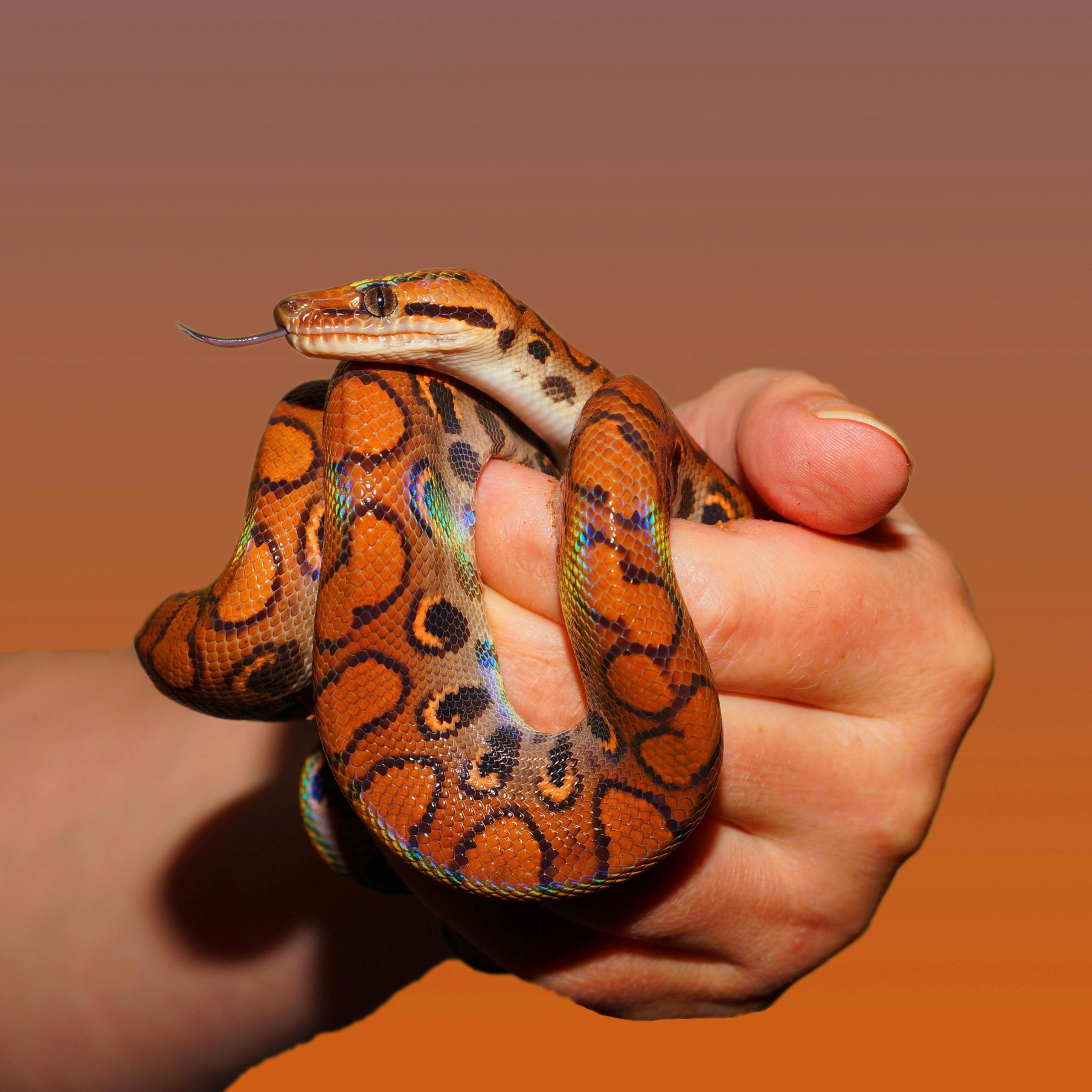 serpent