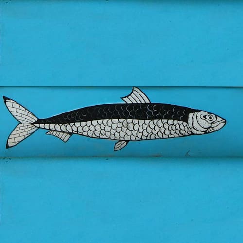 sardine