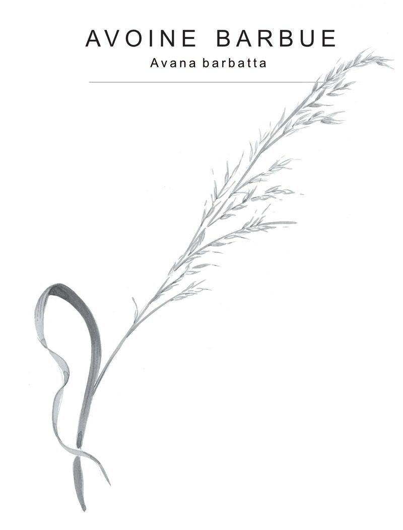 avoine